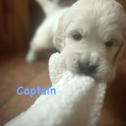 Captain - Light golden male Golden Retriever puppy in Allendale, Michigan from Teresa Stevens