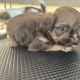 Boy 3 - Liver male Shih Tzu puppy in Bakersfield, California from Little pumpkin Shih Tzu’s