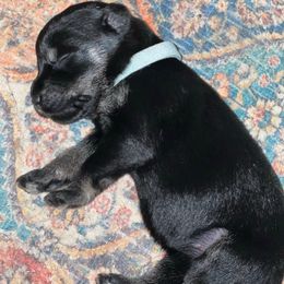 Light blue collar- Sophie - Pepper and salt female Giant Schnauzer puppy in Atoka, Oklahoma from Hannah's Haus & Farm