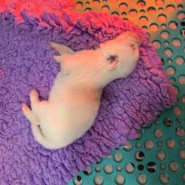 Boy 3 - White male Maremma Sheepdog puppy in Kings County, California from Prancing Pony Farm Maremma Sheepdogs