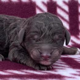 Akc Americano - Phantom male Poodle puppy in Overbrook, Kansas from Hidden Springs Poodles LLC