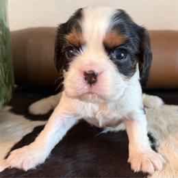 Lenny - Tri-color male Cavalier King Charles Spaniel puppy in Kidder, South Dakota from Continental Cavaliers