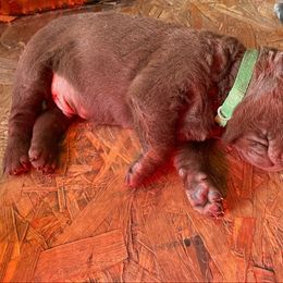 Labrador Retriever Puppies from Winchester Kennels