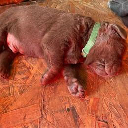 Labrador Retriever Puppies from Winchester Kennels