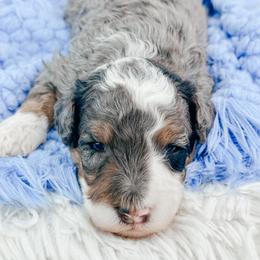 Chewbacca - Blue merle male Bernedoodle puppy in Otisville, Michigan from Danie’s Darling Doodles LLC