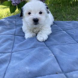 Coton de Tulear Puppies from Darryl's Cotons de Tulear