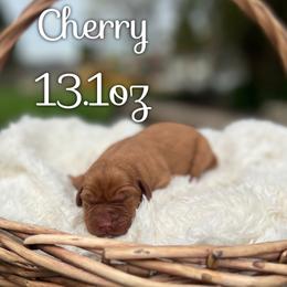 Cherry - Yellow female Labrador Retriever puppy in Puyallup, Washington from 12 Door Farm Labradors