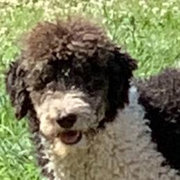 Goldendoodles and Poodles from Ellie & Co. Doodles