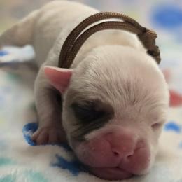 Heath - White and tan male American Bulldog puppy in Three Rivers, Michigan from Jemms Kennels