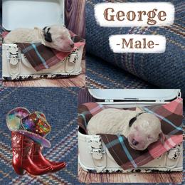 George - Apricot male Goldendoodle puppy in Grabill, Indiana from Rose's Doodles
