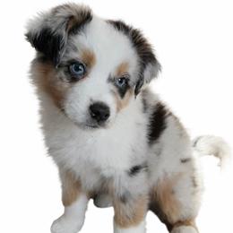 Kylo (Kylo Ren) - Blue merle male Australian Shepherd puppy in Richmond, Virginia from RVA Aussies