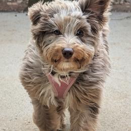 Aussiedoodle and Miniature American Shepherd Puppies from Lori Davis