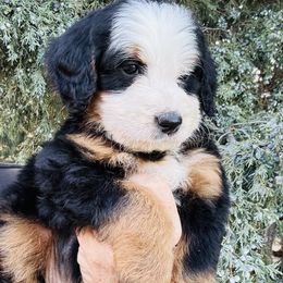 Valerie - Tri-color female Bernedoodle puppy in Saint Francis, Kansas from Land of Oz Doodles