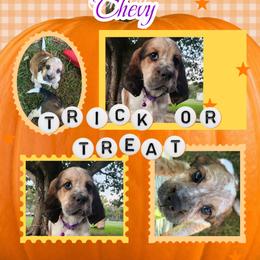 Tasha - Tri-Roan female English Springer Spaniel puppy in Westover, Maryland from Sterling's springer Haven
