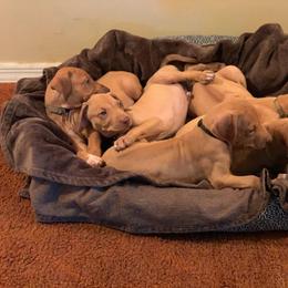 Rhodesian Ridgeback Puppies from Kandarin Kennels Rhodesian Ridgebacks