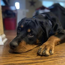Rottweilers from KC Rottweiler Kingdom