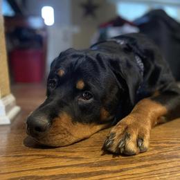 Rottweilers from KC Rottweiler Kingdom