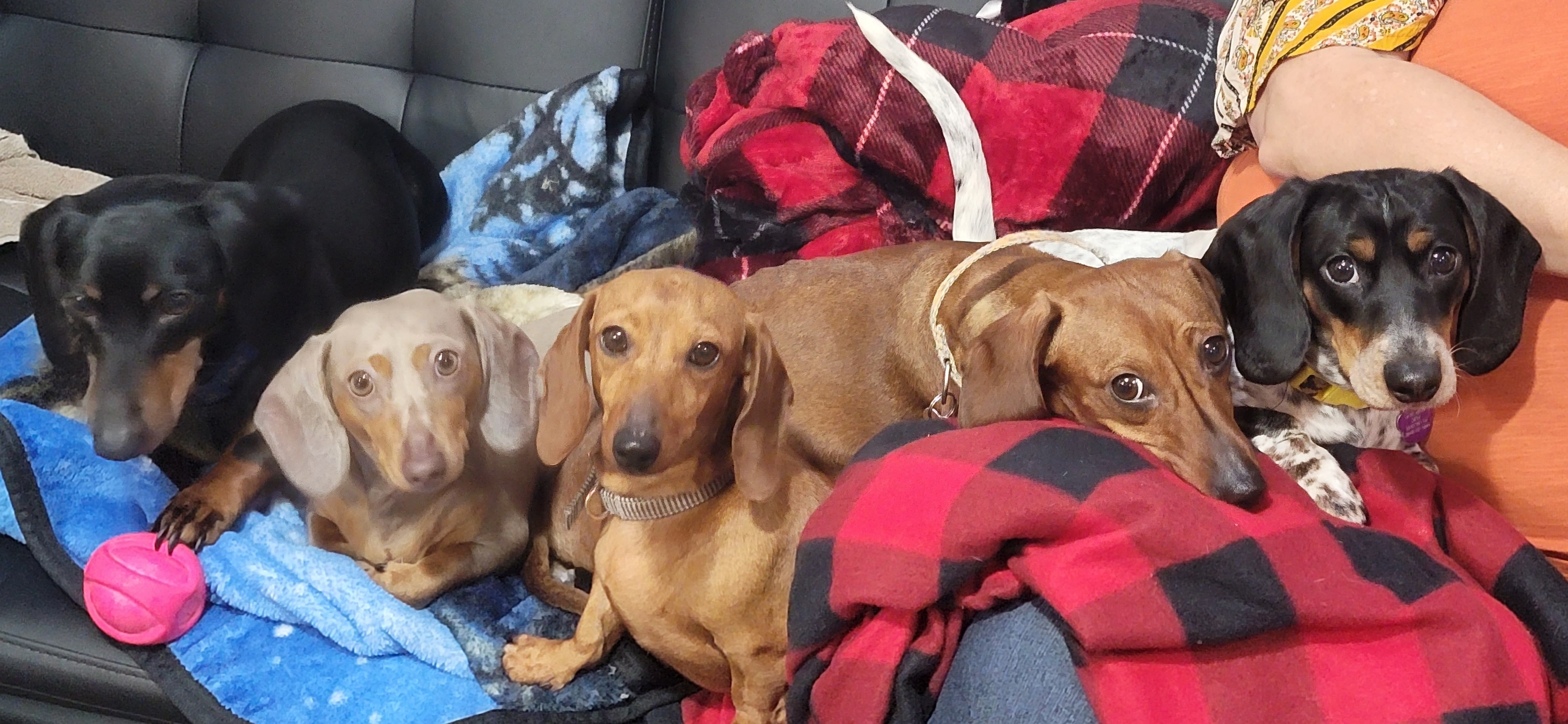 Sandi - Dachshund