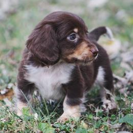 Dachshund Puppies from Tygart Creek Dachshunds