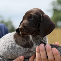 DiMaggio Blue collar - Liver roan male German Shorthaired Pointer puppy in Six Mile, South Carolina from The Proper Pointer Co.