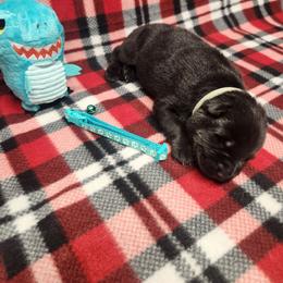 Teal collar - Bi-color male German Shepherd puppy in Ramsey, Illinois from Haus-Farr German Shepherds