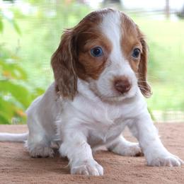 Mae Purebred DNA Tested Parents Health Certified Family Raised - Piebald female Dachshund puppy in Haines City, Florida from Divine Poodle Paradise Standard Poodles & Divine Dachshunds
