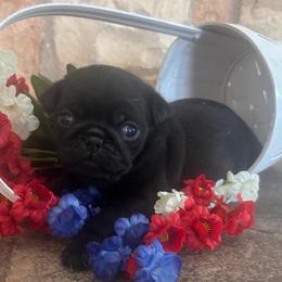 Pink collar - Black female Pug puppy in Tucson, Arizona from Furever Friends