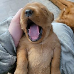 Golden Retriever Puppies from Carmel Bliss Golden Retrievers LLC