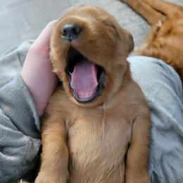 Golden Retriever Puppies from Carmel Bliss Golden Retrievers LLC