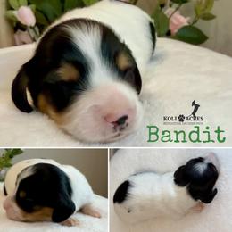 Bandit - AKC - Black and tan male Dachshund puppy in Kemp, Texas from Koli Acres
