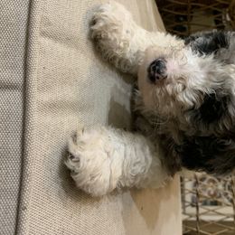 Aussiedoodle All Grown Up from Saving Grace K9 Training