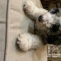 Aussiedoodle All Grown Up from Saving Grace K9 Training