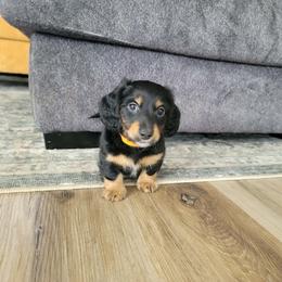 Bowser - Black and tan male Dachshund puppy in Meridian, Id 83646 3658, Idaho from Boise Best Mini Dachshunds
