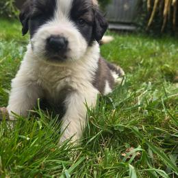 Rare gaint size saint berdoodle girl - Red and white female Saint Berdoodle puppy in Castle Rock, Washington from PNW Saint Berdoodles