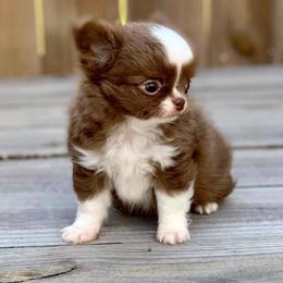 Chihuahua Puppies from Cane River Chihuahuas