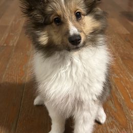 Shetland Sheepdog Puppies from Brandy Stratton