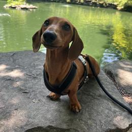 Dachshund Puppies from Army of Dachshunds