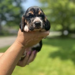 Basset Hound Puppies from Basset Hound Puppies of Michigan