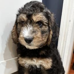 Ollie “Harry Potter” - Bernedoodle puppy in Knoxville, Tennessee from Bright Side Doodles