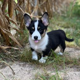 Denali - Black and white female American Corgi puppy in Hope, Arkansas from Foxy Knoll Farm