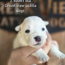 Girl 5 - Blue mottled female Australian Cattle Dog puppy in Monroe, North Carolina from Creek View Cattle Dogs
