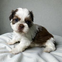 AKC-Milo - Liver and white male Shih Tzu puppy in Mooresville, North Carolina from Juji Shih Tzu