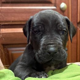 Light blue collar - Black female Great Dane puppy in Ider, Alabama from Sand Mountain Danes LLC