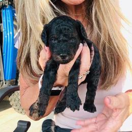 Baker - Phantom male Poodle puppy in Sperry, Oklahoma from PuppyLove Poodles