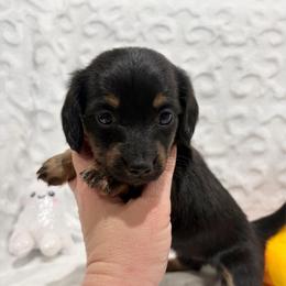 Mack - Black and tan male Dachshund puppy in Temple, Texas from Brit’s Doxie Crossing