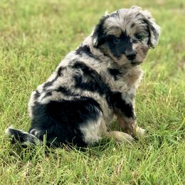 Aussiedoodle, Miniature Australian Shepherd, and Poodle Puppies from Classic K9’s  Aussies & Doodles