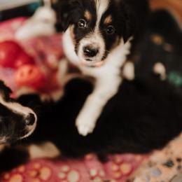 Old Time Scotch Collie Puppies from The Fiddlesticks Farm