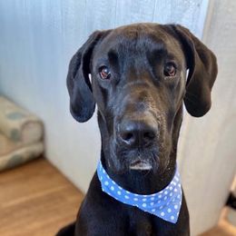 Great Danes from D&M Danes