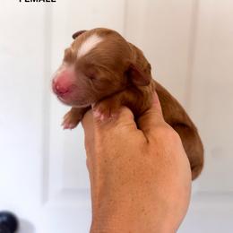 Sugar - Apricot female Goldendoodle puppy in Burleson, Texas from Kendall’s Kennel