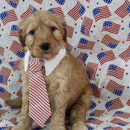 Gator - Cream male Goldendoodle puppy in Yukon, Oklahoma from Silver Barn Doodles